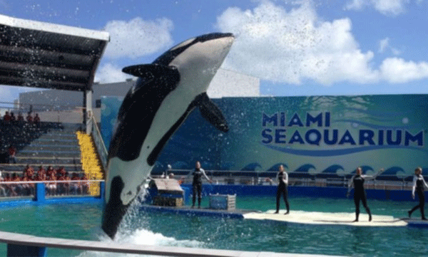 lolita the orca returns to waters after 50 years