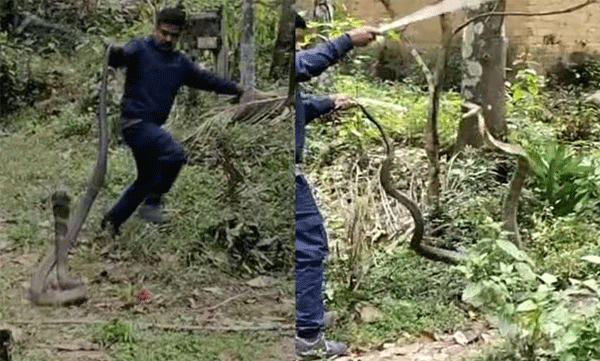 The forest rangers caught the giant kingcobra climbed the tamarind tree