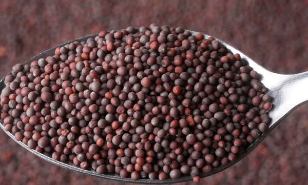 heart disease to cancer beware mustard