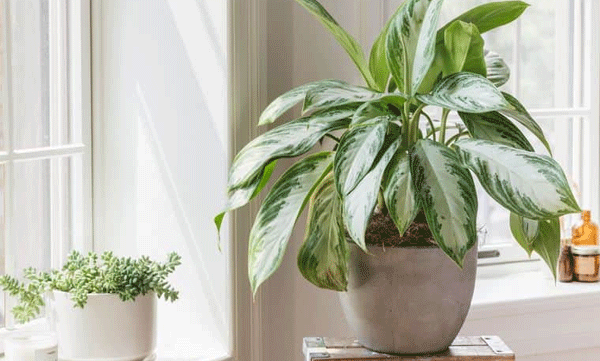  when stressed scientists record sound unheard by humans