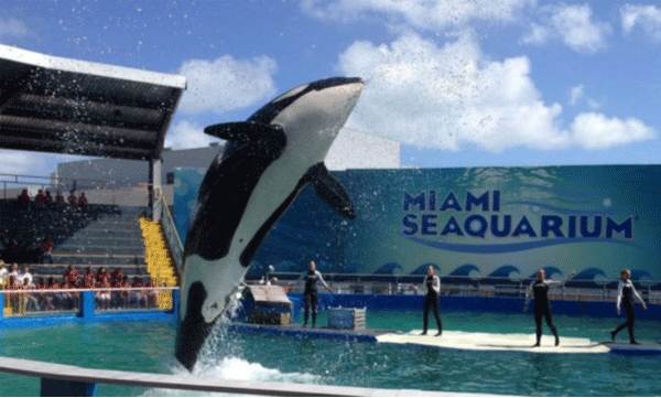 'Lolita now to the sea': The authorities released the whale that was kept in captivity for 53 years