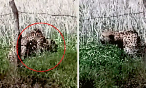 Cheetah from Namibia leaves national park and enters village: Locals fear