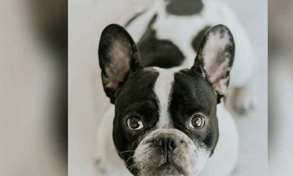 woman offers more than one lakh to find her missing dog