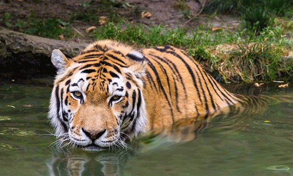 Thiruvananthapuram Zoo cools down in the scorching heat