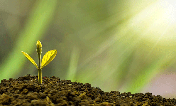 plants-talk-especially-when-stressed