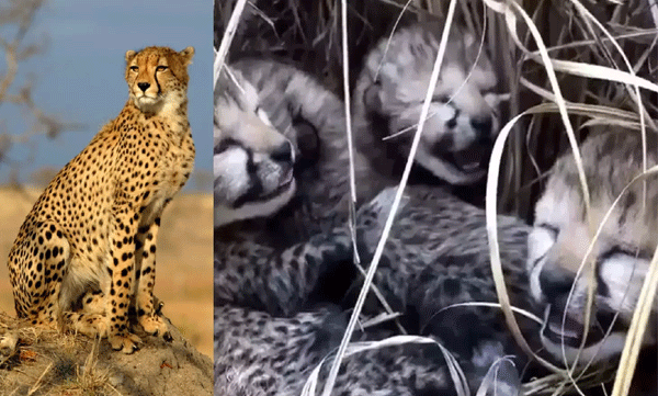 government has launched a contest to name the four cheetah cubs in kuno national park 