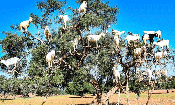 Goats climbing tall trees and eating fruit: Rare sight in Morocco goes viral