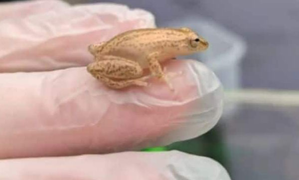 A baby frog that crossed 4,800 kilometers to a supermarket in Britain; Discovered from bananas