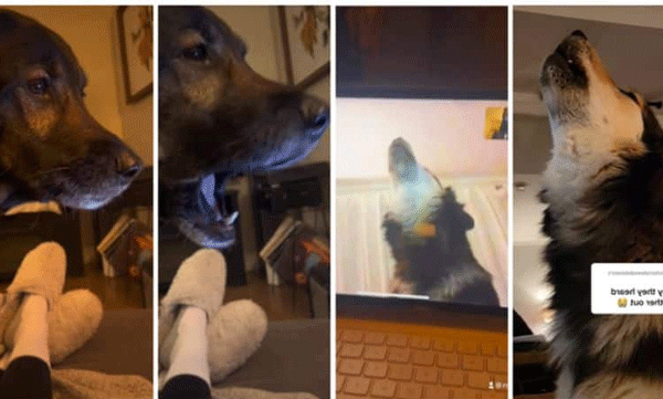 Hello.. Friend... Friendly Dogs Recognizing Each Other During Video Call: Video Goes Viral