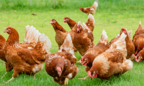 there are more chickens people world