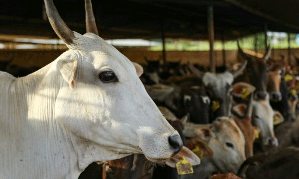 Cow urine unfit for humans, says top animal research body