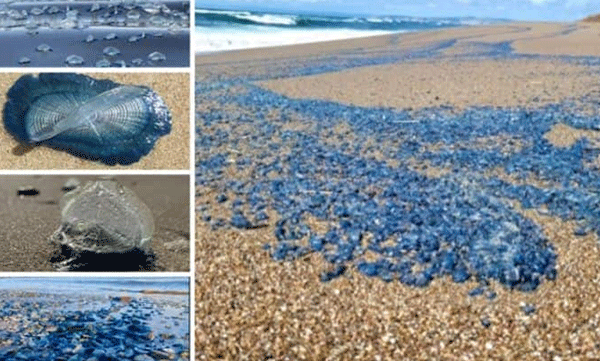 coast of california is full of velella