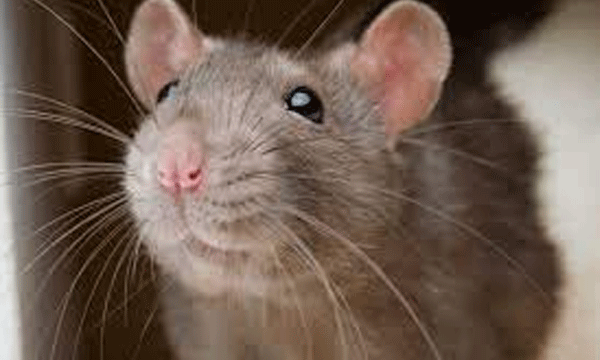 UP cops charge man with drowning a rat