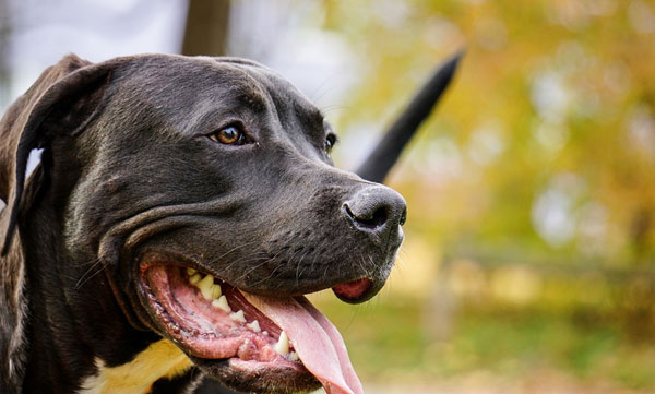 Pitbull bit the young man's private part; The locals beat the dog to death