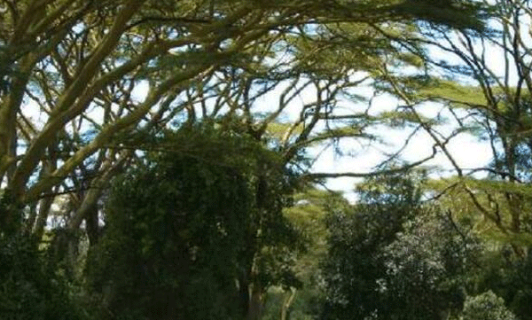 four people died after fasting to see jesus