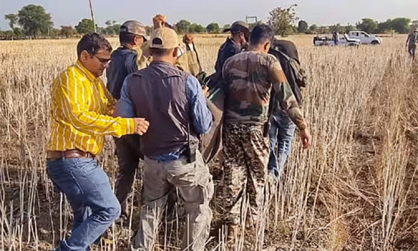 The authorities brought back the cheetah that escaped from the Kuno National Park