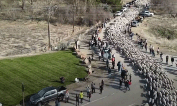 nearly 2600 sheep seen crossing highway in us
