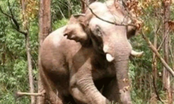 arikomban mission tomorrow