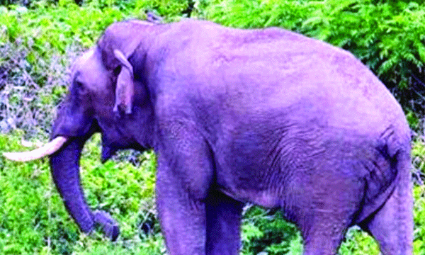 Arikompan's 'Aparan' confuses the forest guards; Other elephants with similar appearance