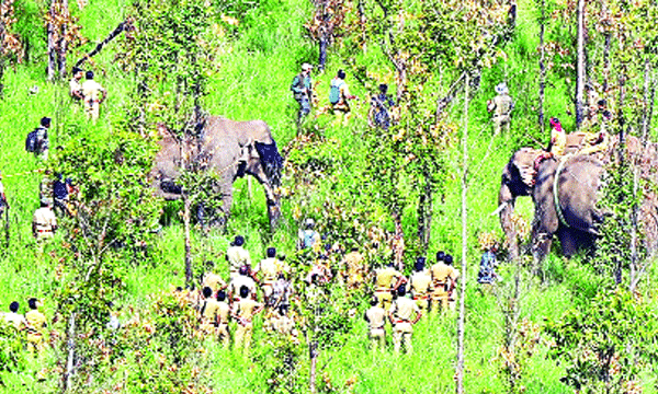Arikomban woke up from his slumber in the paddy-less Periyar forest