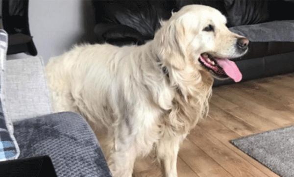 The dog walked 64 kilometers in 27 long days in search of its old owner