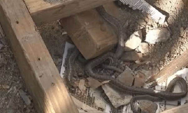woman found ten snake in wall