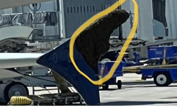 delta s flight was four hours late because swarm of bees in flight wing