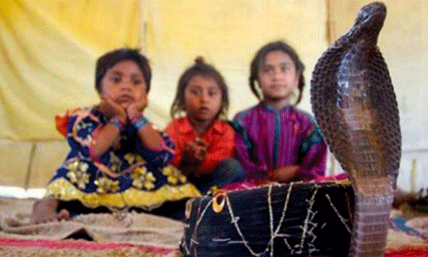 shetphal village land of snakes in maharashtra that has humans and cobras under one roof