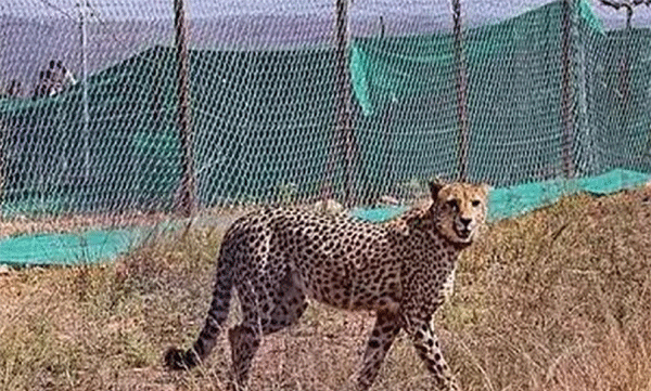 another  cheetah dies at kuno national park