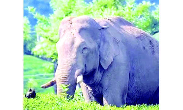 Complaints that Arikompan is also causing trouble in Meghamala