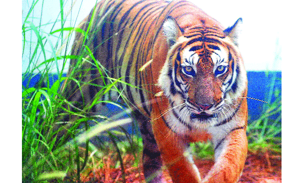 vaiga in zoological park