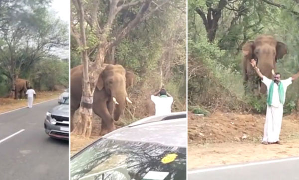 It's not who you thought it was. The young man practiced bowing his hands in front of the wild elephant