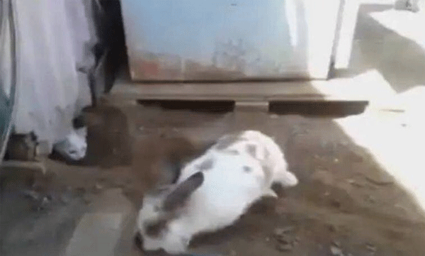 A rabbit comes to help a trapped cat: the audience applauds