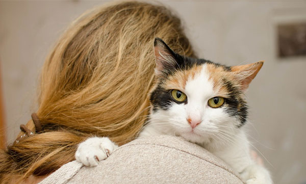 Food and accommodation in the luxury bungalows are free... but one condition is that the cat must be a full-time resident