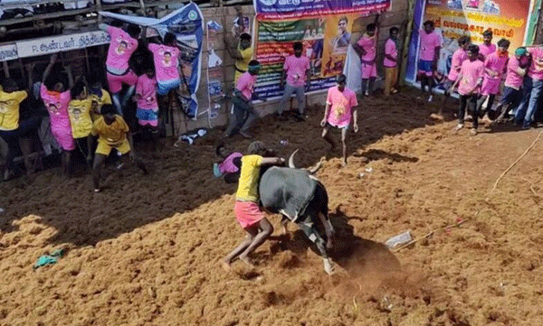 will jallikattu be banned supreme court decision today.