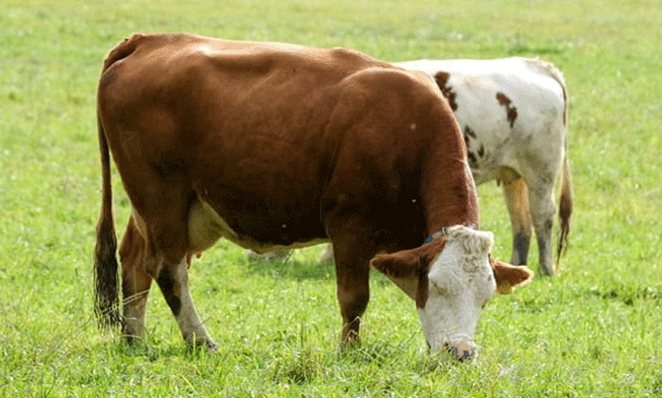 No place for cattle to graze: Environmental activists protest by letting cows  in Parliament premises