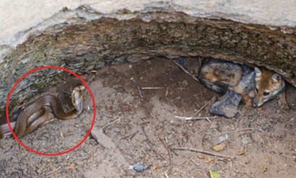 Cobra and jackal trapped inside a 25 feet deep well