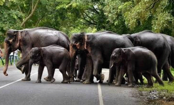 synchronized elephant census begins today