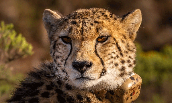 Three more cheetahs into the vast forest in Kuno National Park