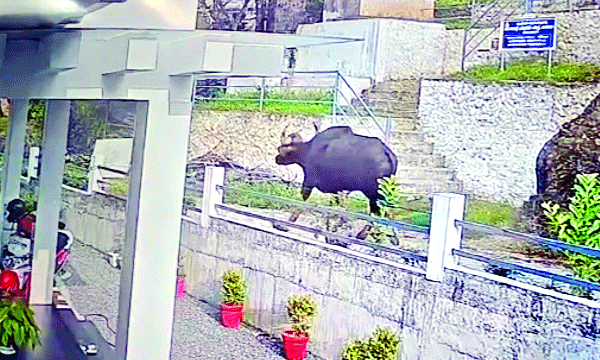 wild buffallo attack