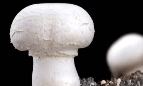 chinese researchers have discover fungi that eat plastic          