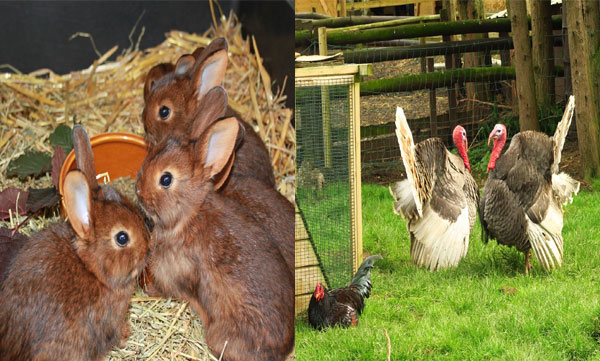 Opportunity to buy animals at My Kerala Mega Exhibition Marketing Fair