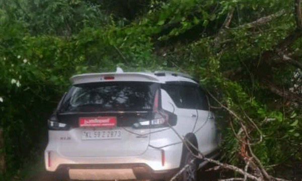 tree fell down over car in kannur
