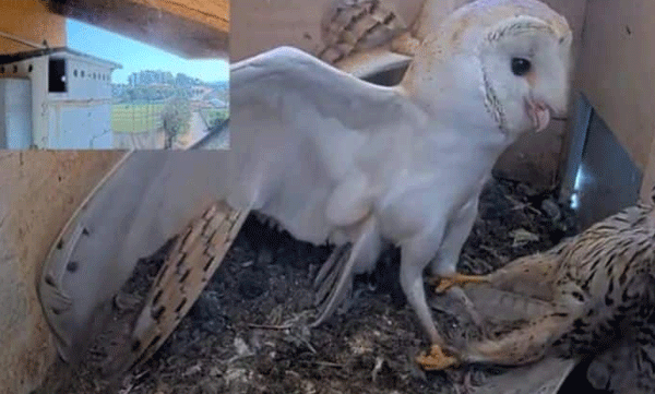 video of owls chasing the thief who came to steal the eggs goes  viral