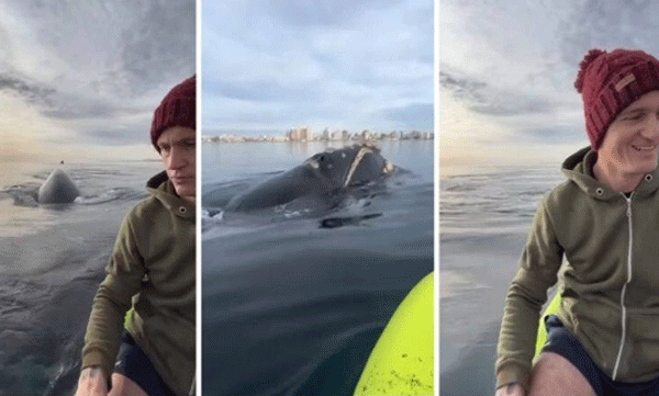 Flocks of whales surrounded the boat: the passengers were helpless: and then what happened