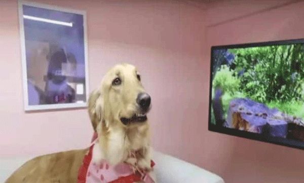A young man prepared a house and facilities worth 16 lakhs for a pet dog: video viral
