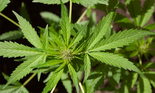 Dad fed chocolate biscuits laced with cannabis: 11-year-old in critical condition