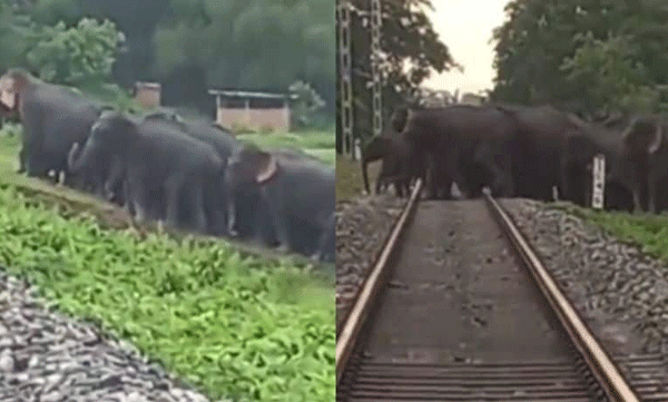 Assam prepares new system for elephants to cross railway tracks: Video goes viral
