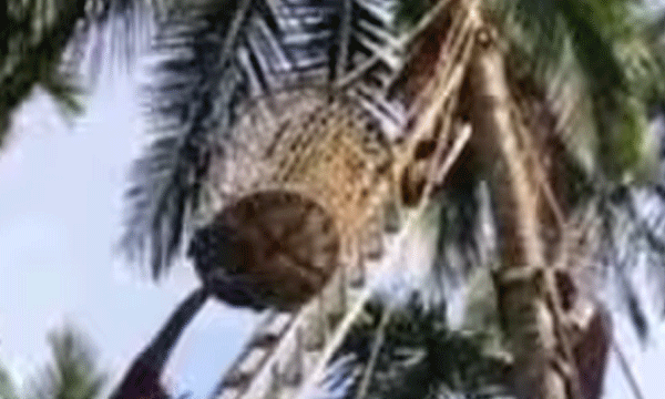 fire fighters saved man trapped in coconut tree
