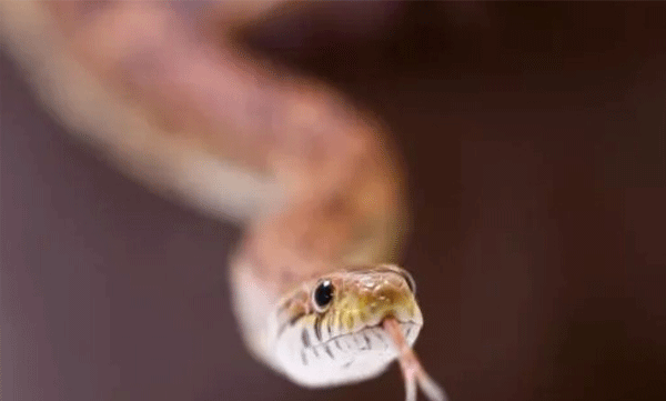 2 minor girls die of snakebite in UP